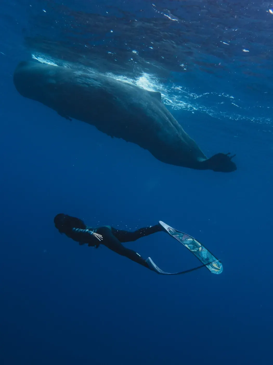 Snorkeling & Plongée